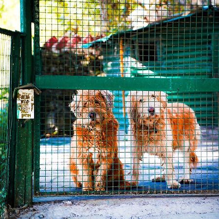La Villa Bethany Mussoorie Ngoại thất bức ảnh