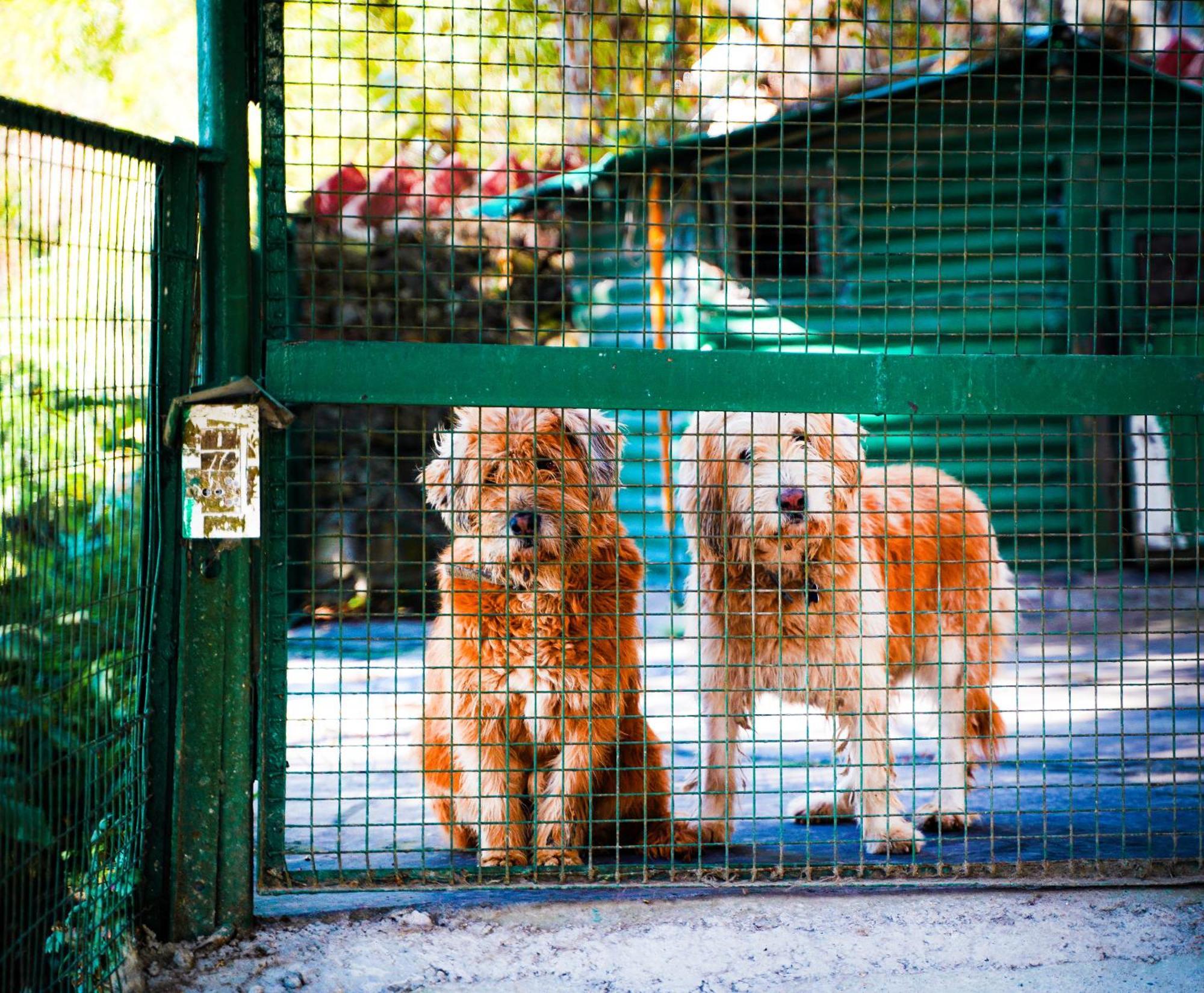 La Villa Bethany Mussoorie Ngoại thất bức ảnh